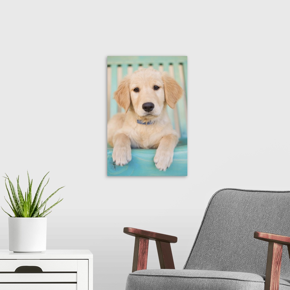 A modern room featuring Golden Retriever puppy on blue chair