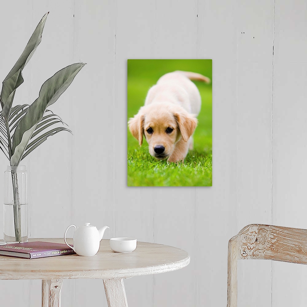 A farmhouse room featuring Golden Retriever Puppy Playing Outdoors