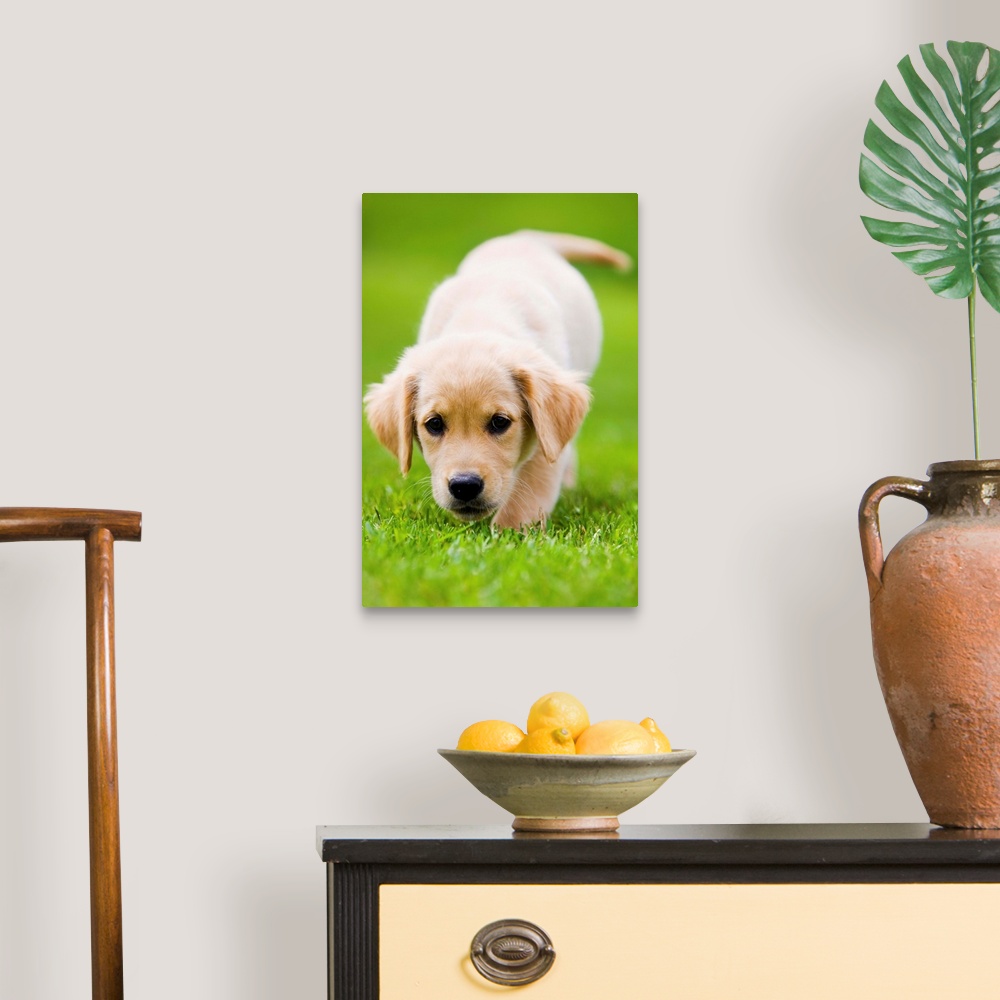 A traditional room featuring Golden Retriever Puppy Playing Outdoors
