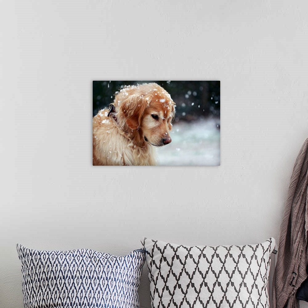 A bohemian room featuring Close up of a Golden Retriever dusted by snowflakes, watching the gently falling snow in late Win...
