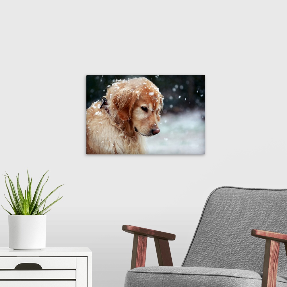 A modern room featuring Close up of a Golden Retriever dusted by snowflakes, watching the gently falling snow in late Win...