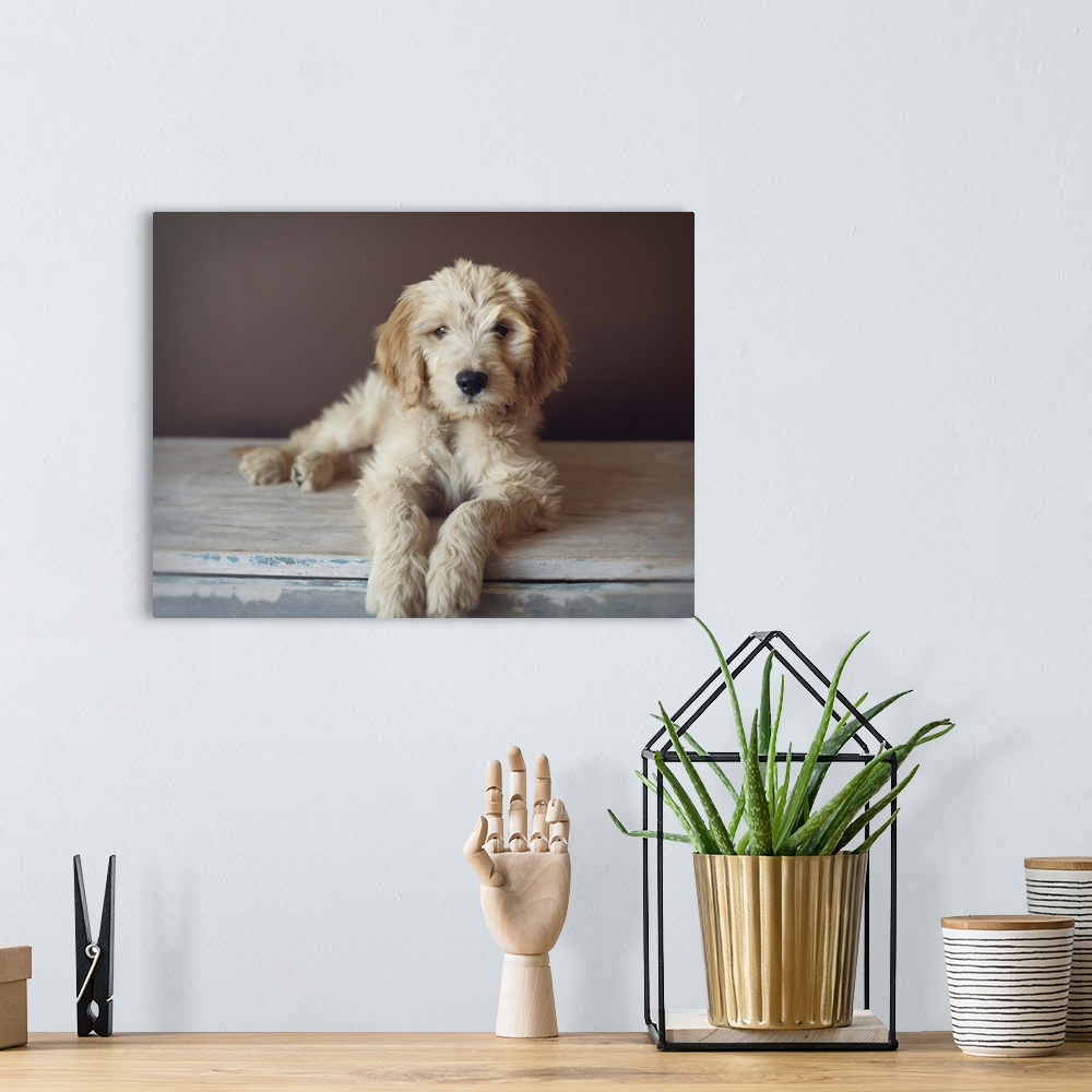 A bohemian room featuring Golden doodle puppymix of golden retriever and poodle.
