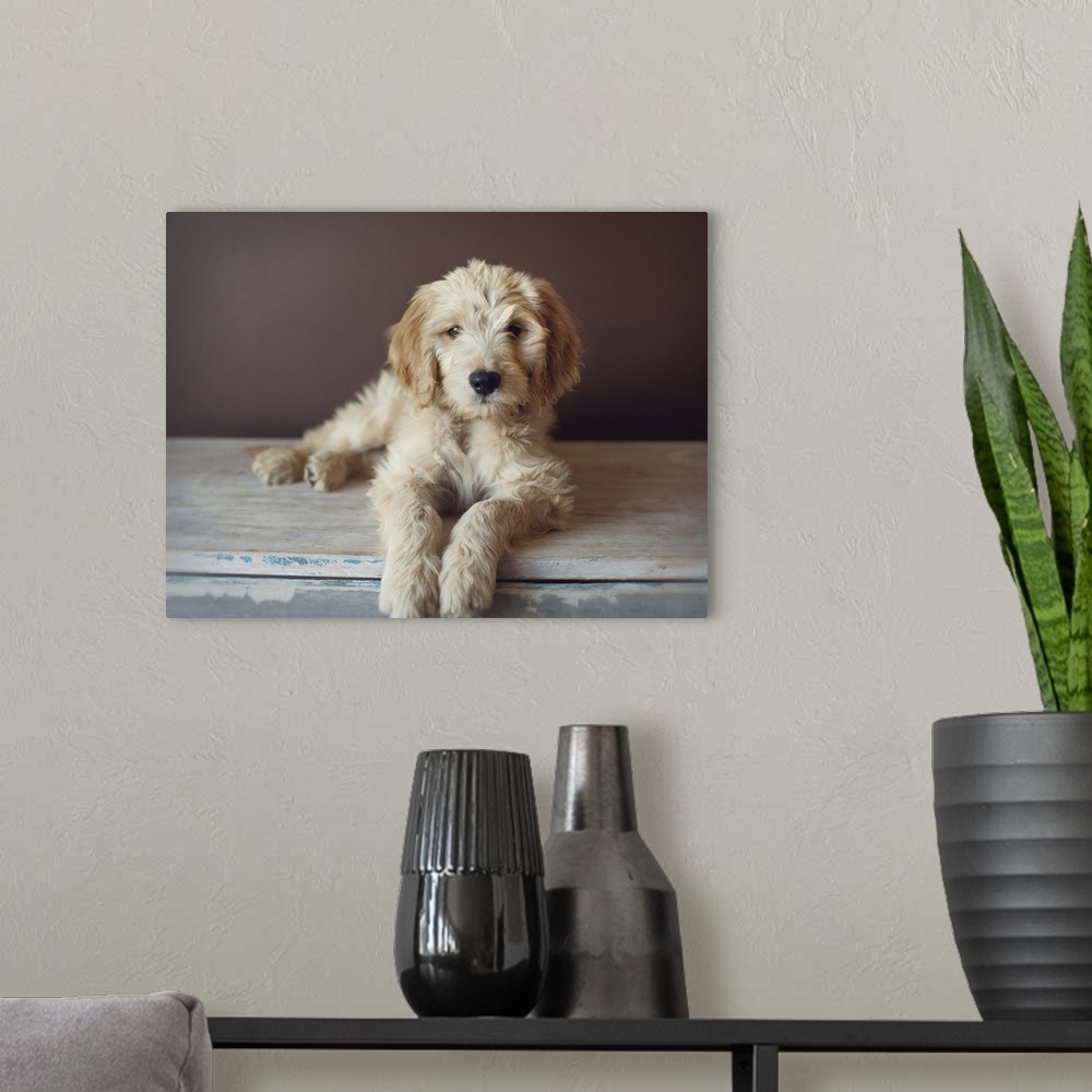 A modern room featuring Golden doodle puppymix of golden retriever and poodle.