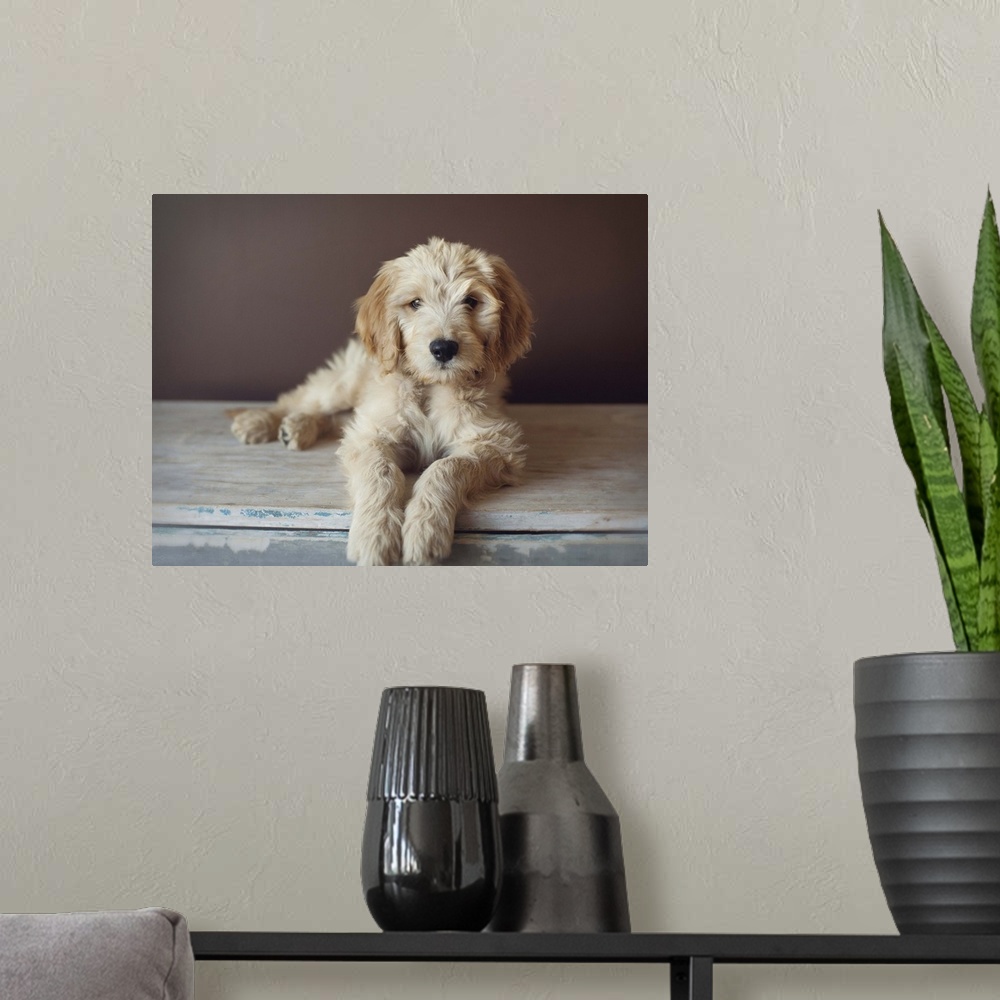 A modern room featuring Golden doodle puppymix of golden retriever and poodle.