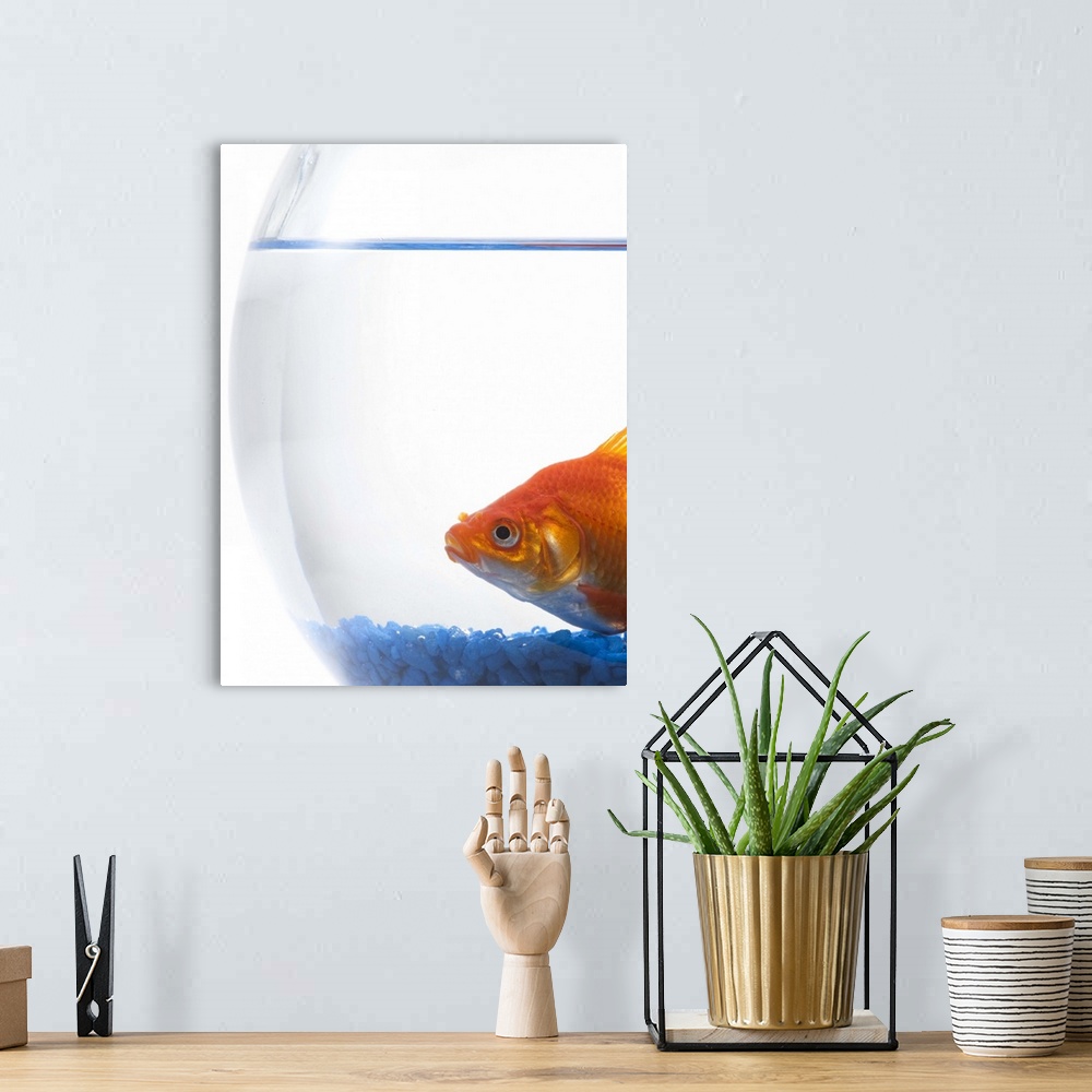 A bohemian room featuring Goldfish in bowl on white background