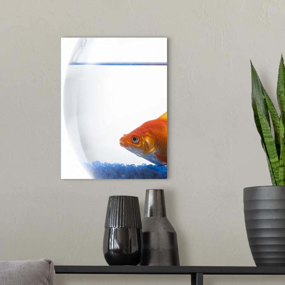 A modern room featuring Goldfish in bowl on white background