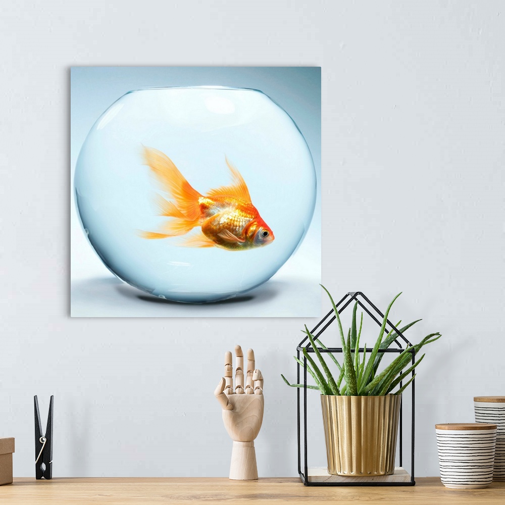 A bohemian room featuring Goldfish In Fishbowl