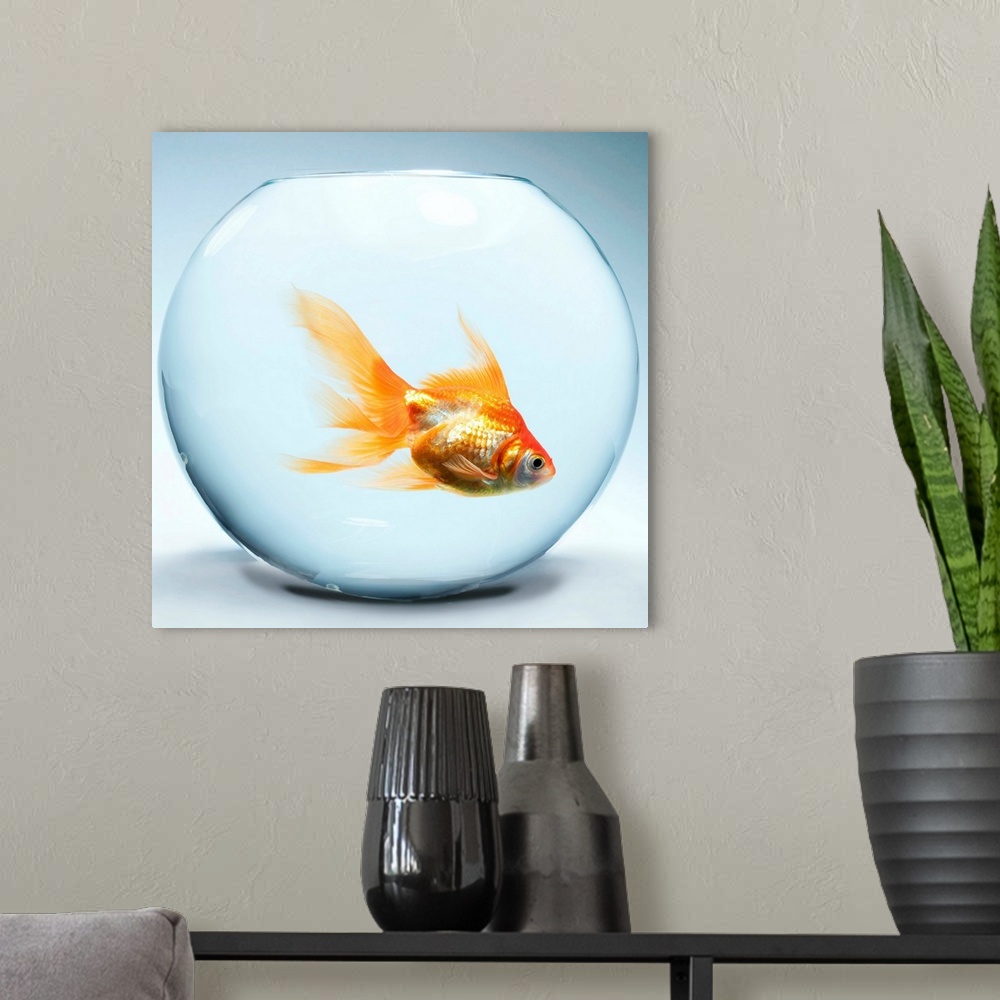 A modern room featuring Goldfish In Fishbowl