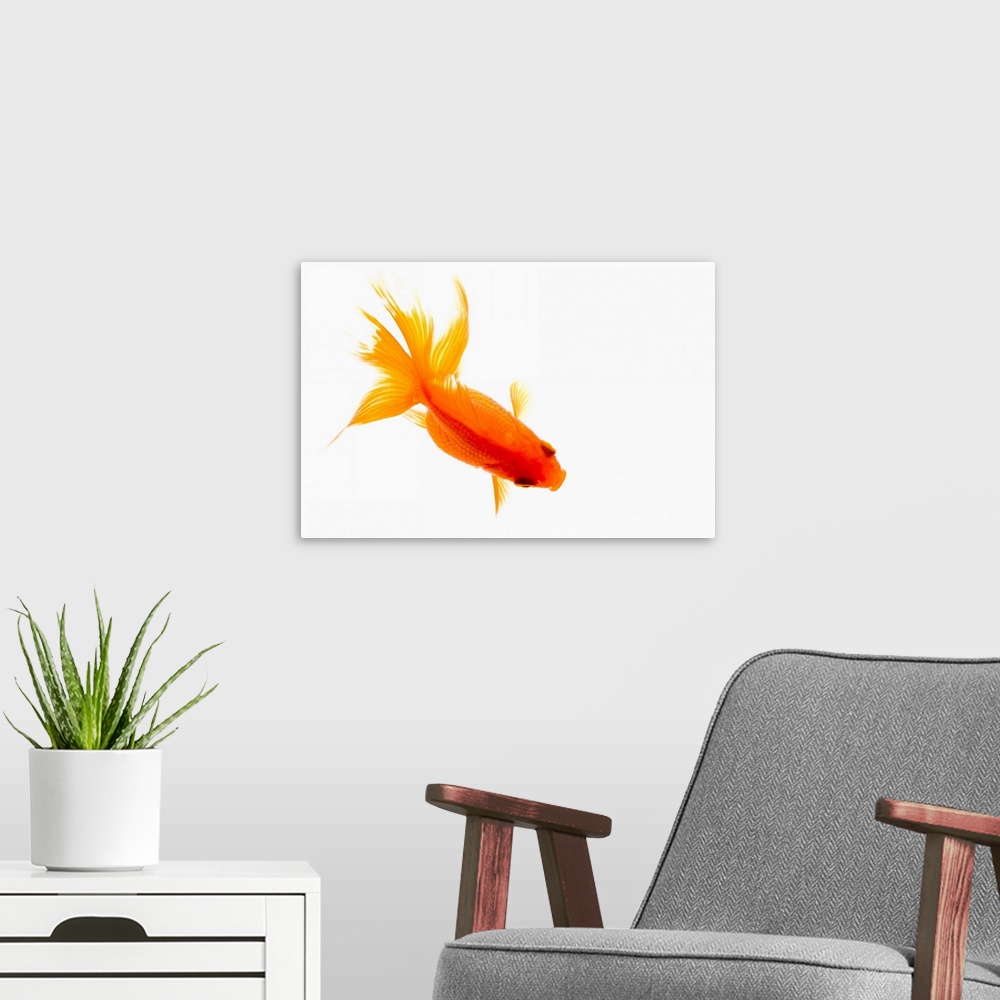 A modern room featuring Goldfish, overhead view