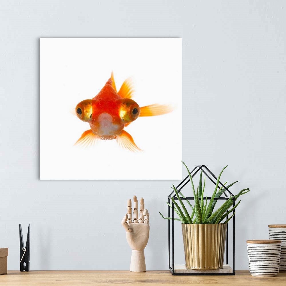 A bohemian room featuring Goldfish with Big eyes