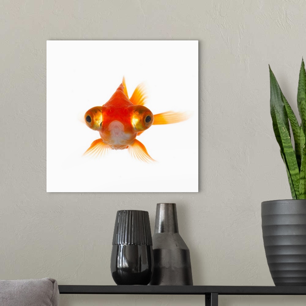 A modern room featuring Goldfish with Big eyes