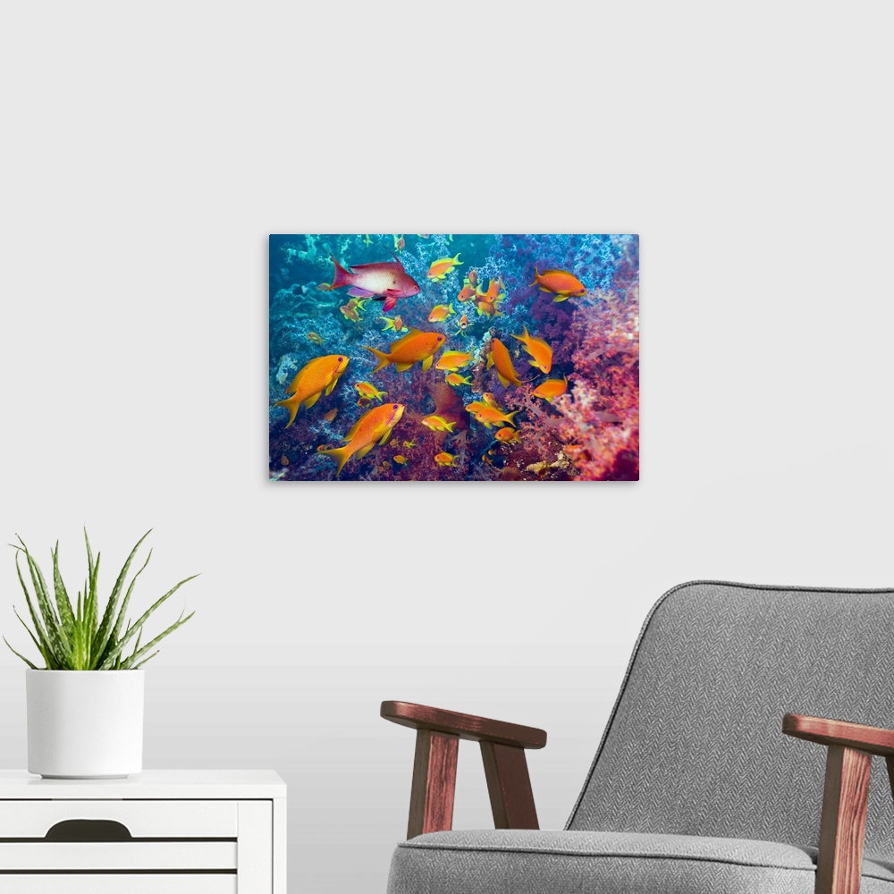 A modern room featuring This is an underwater photograph of a school of Lyre-tail Anthias fish in a coral reef.