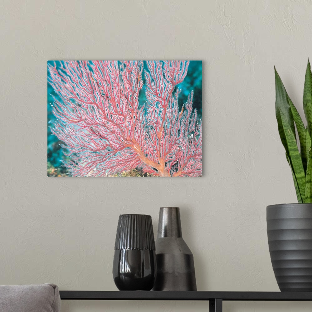 A modern room featuring Gorgonian coral