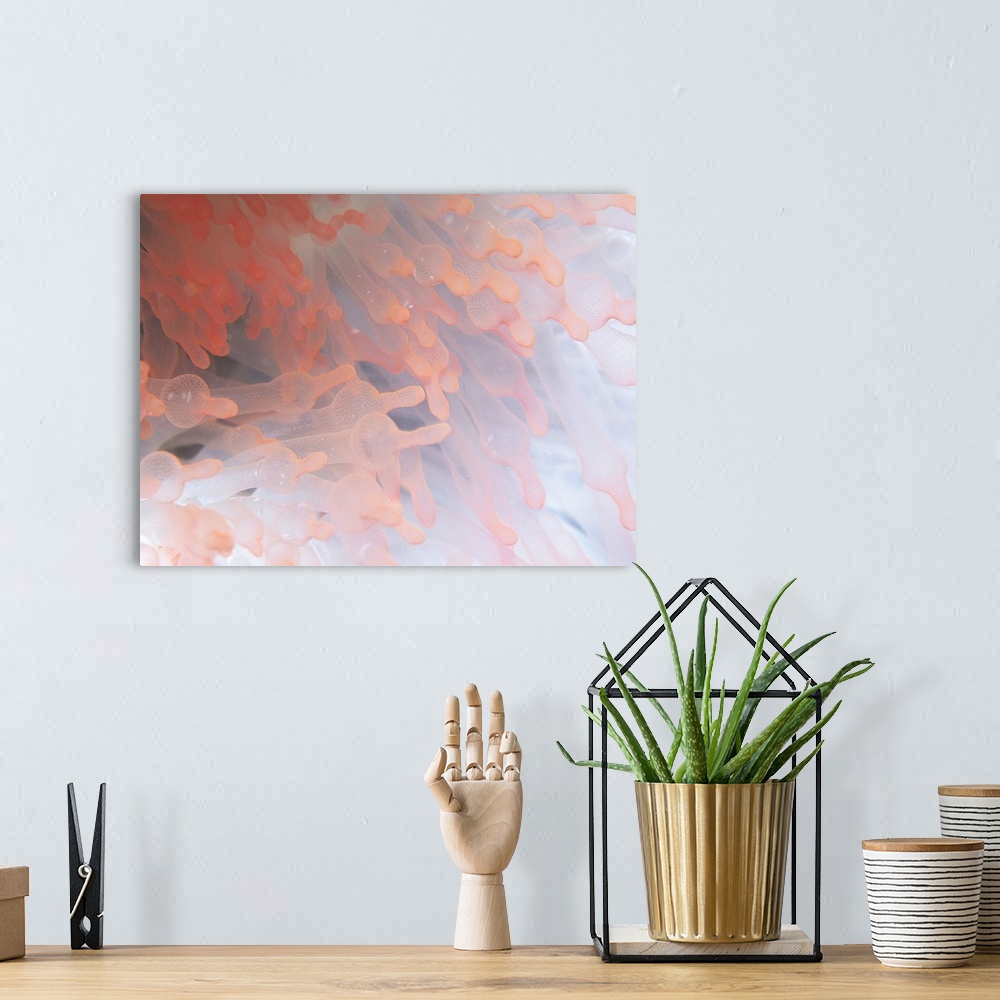 A bohemian room featuring Gorgonian coral
