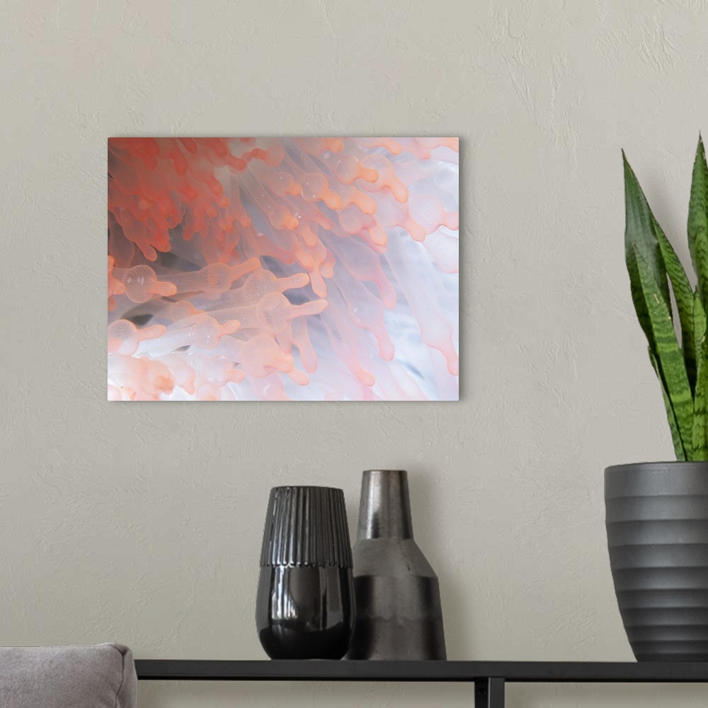 A modern room featuring Gorgonian coral