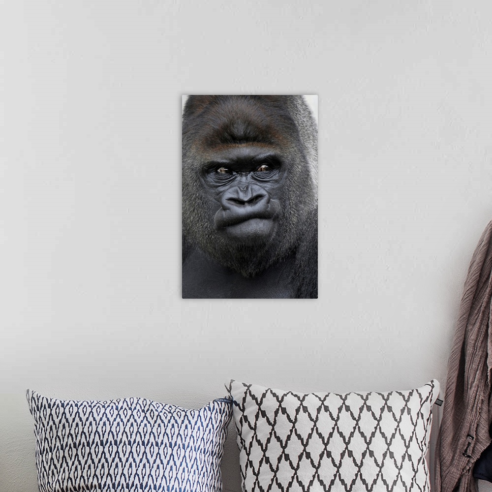 A bohemian room featuring Flachlandgorilla, Gorilla gorilla,