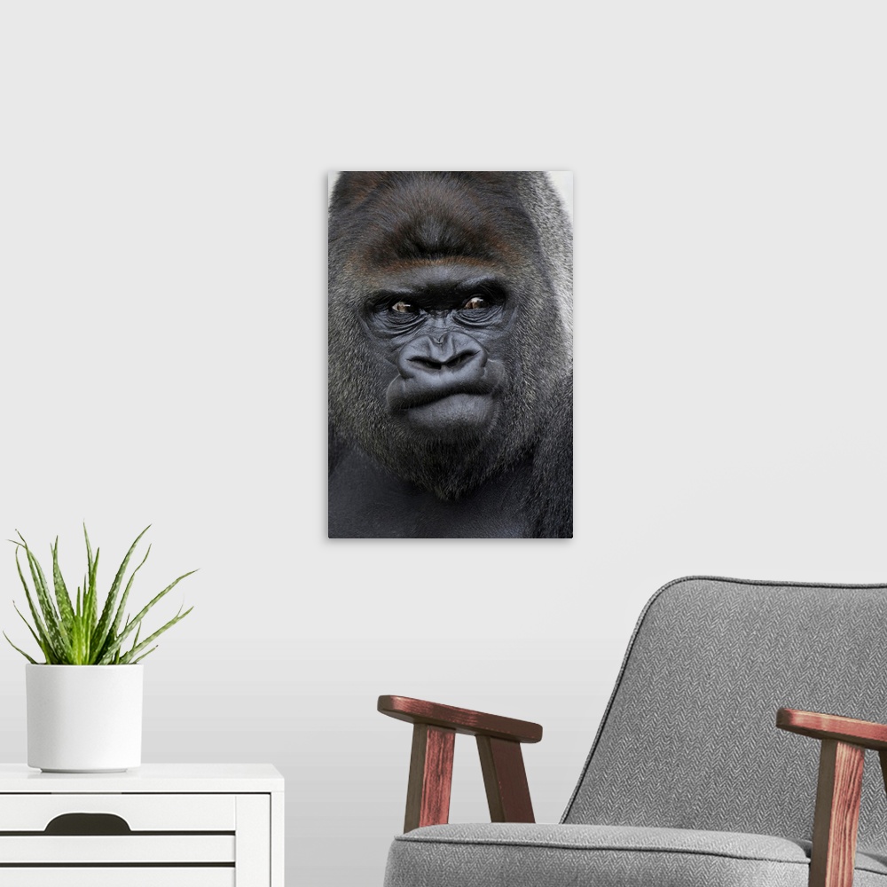 A modern room featuring Flachlandgorilla, Gorilla gorilla,