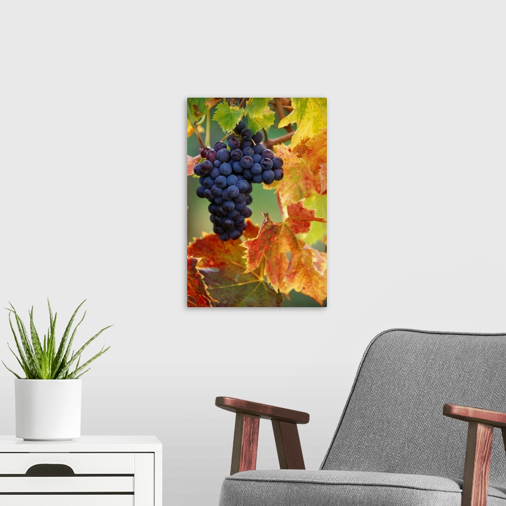 A modern room featuring Grapes On A Vine