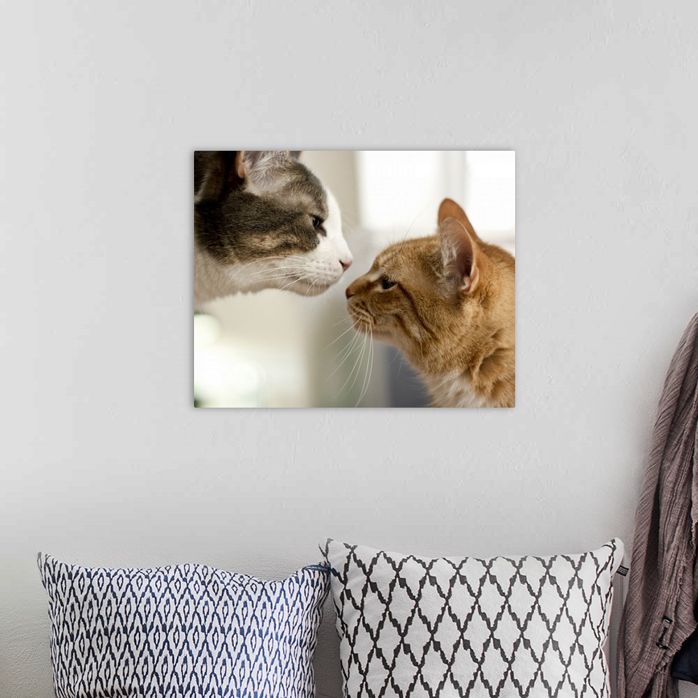 A bohemian room featuring Gray and white tabby cat and an orange ginger cat nose to nose like they're going to kiss.