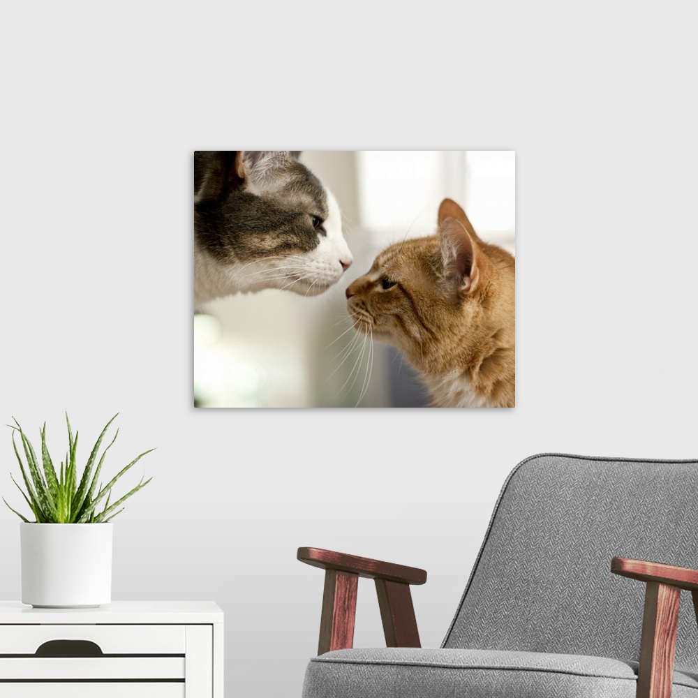 A modern room featuring Gray and white tabby cat and an orange ginger cat nose to nose like they're going to kiss.