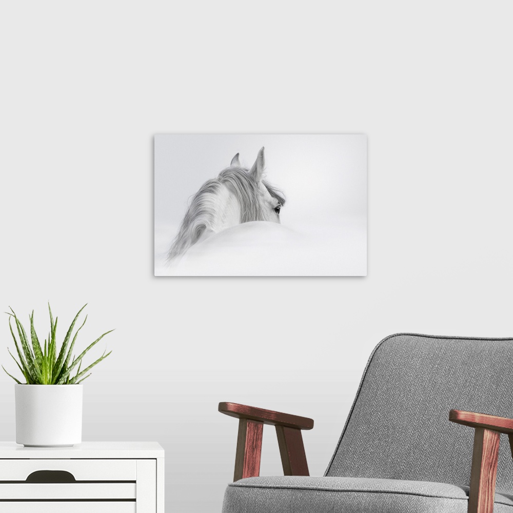 A modern room featuring Gray Andalusian stallion in a fog.