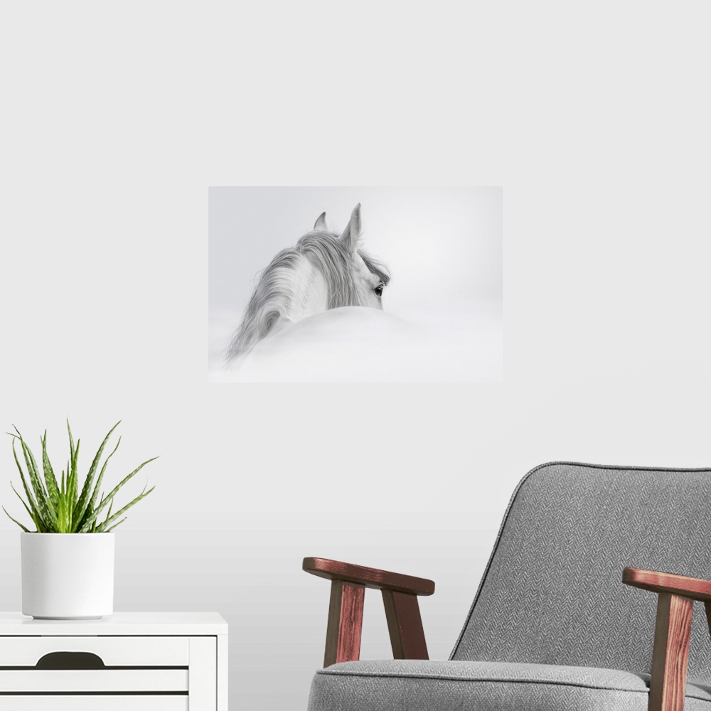 A modern room featuring Gray Andalusian stallion in a fog.