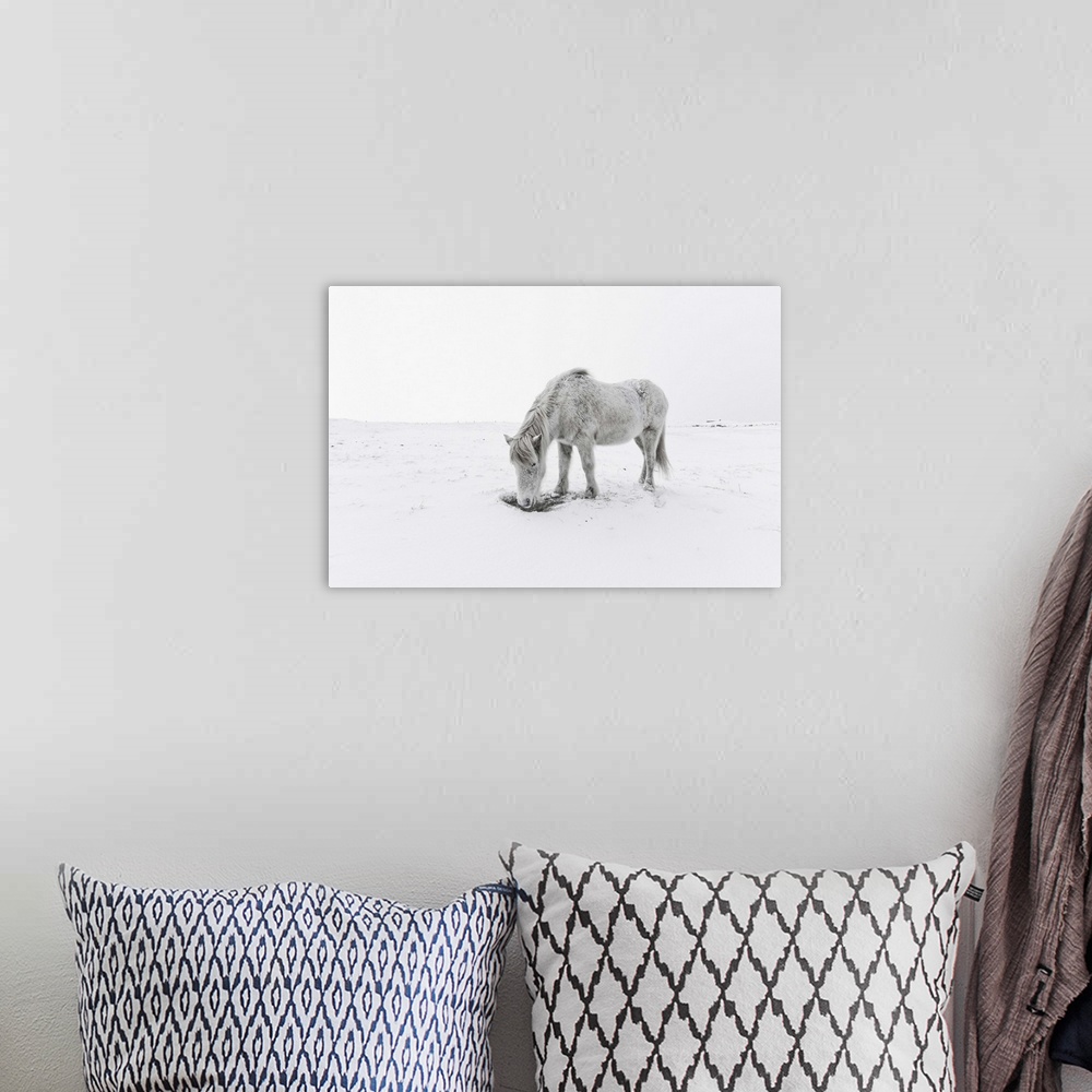 A bohemian room featuring Gray horse grazing in snow.