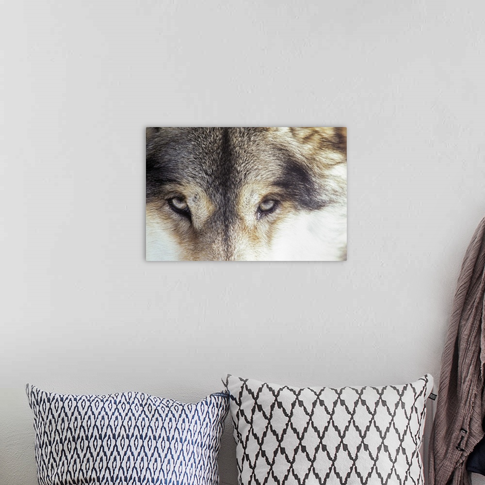 A bohemian room featuring Gray wolf - Canis Lupus