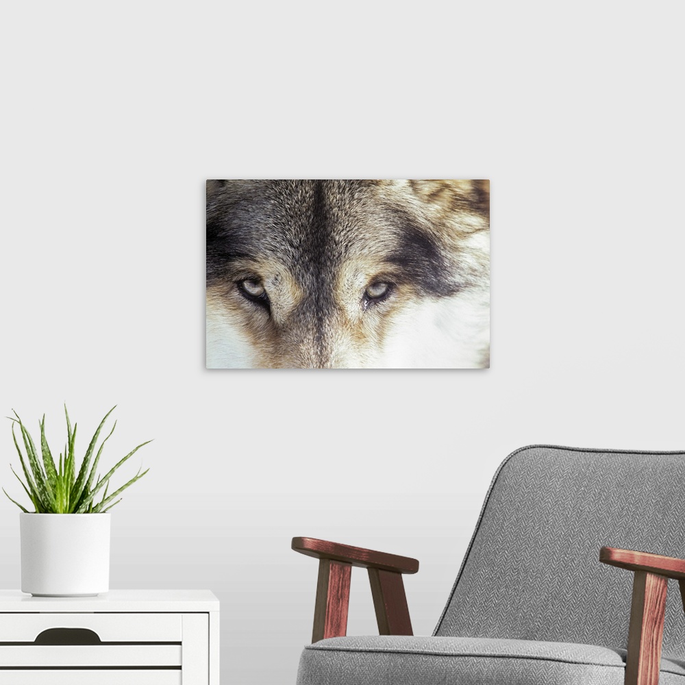 A modern room featuring Gray wolf - Canis Lupus