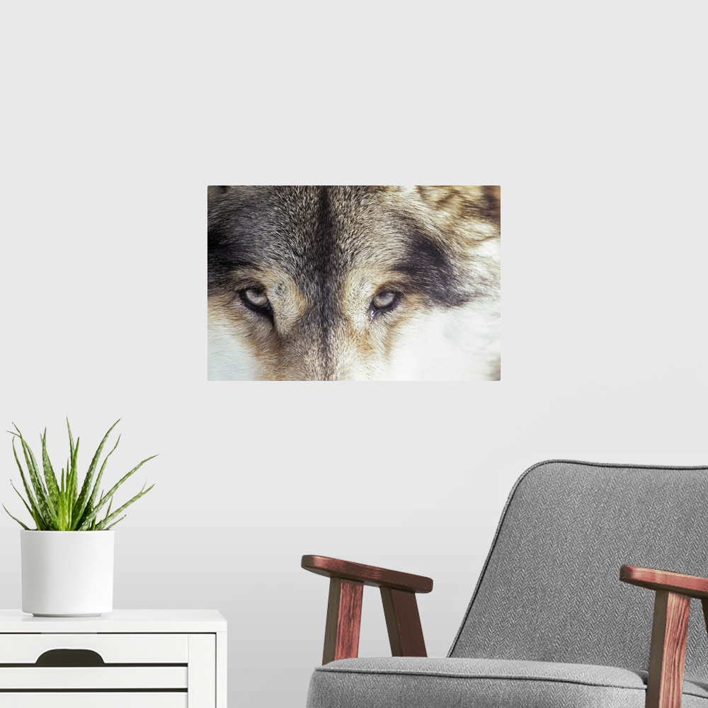 A modern room featuring Gray wolf - Canis Lupus