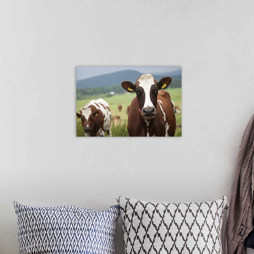 A bohemian room featuring Grazing cows