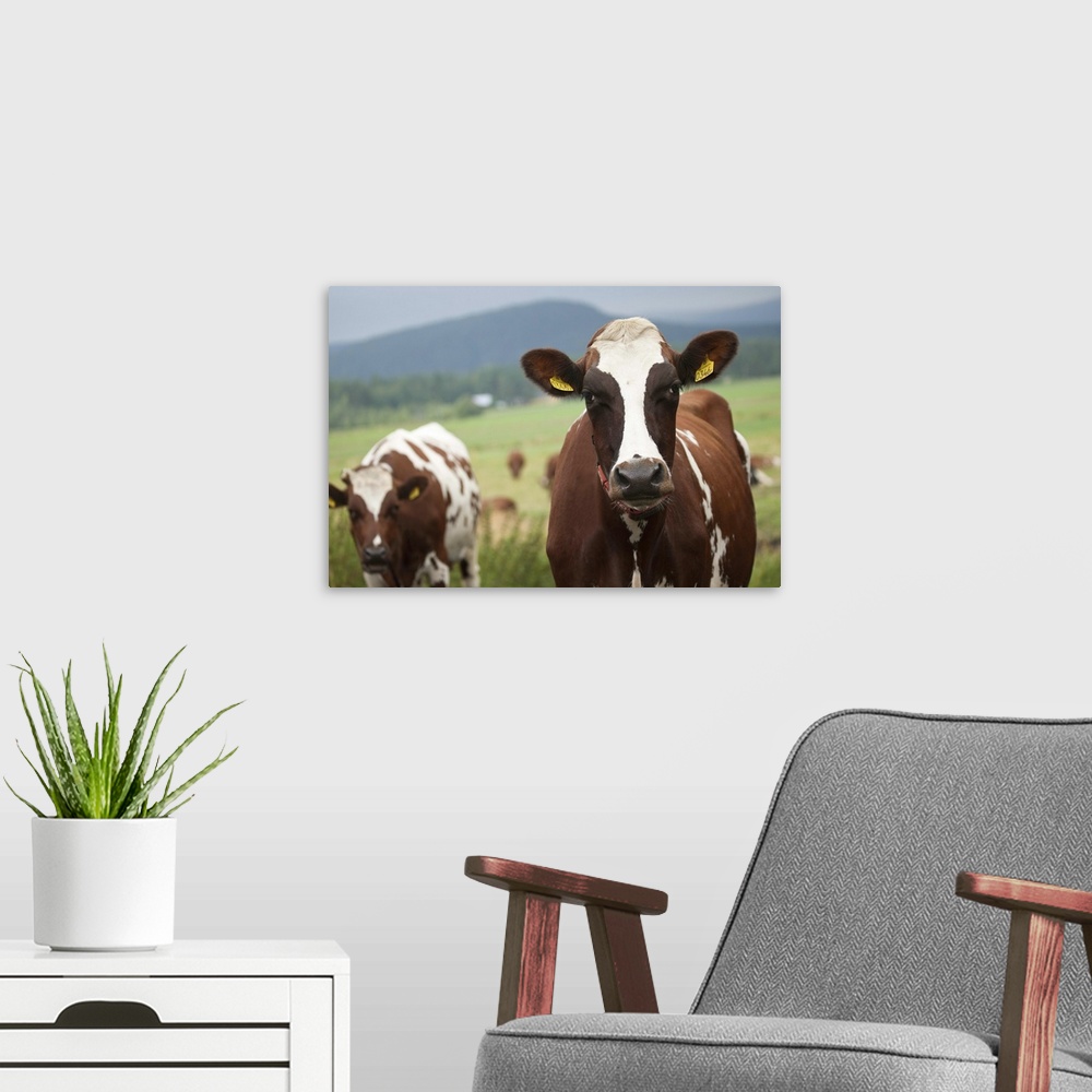 A modern room featuring Grazing cows