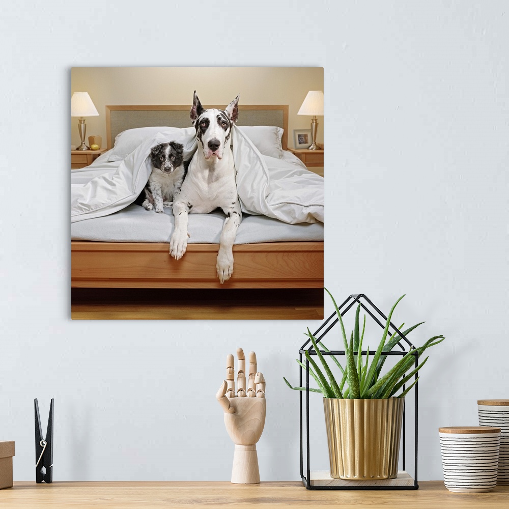 A bohemian room featuring Great Dane and Border Collie puppy in bed