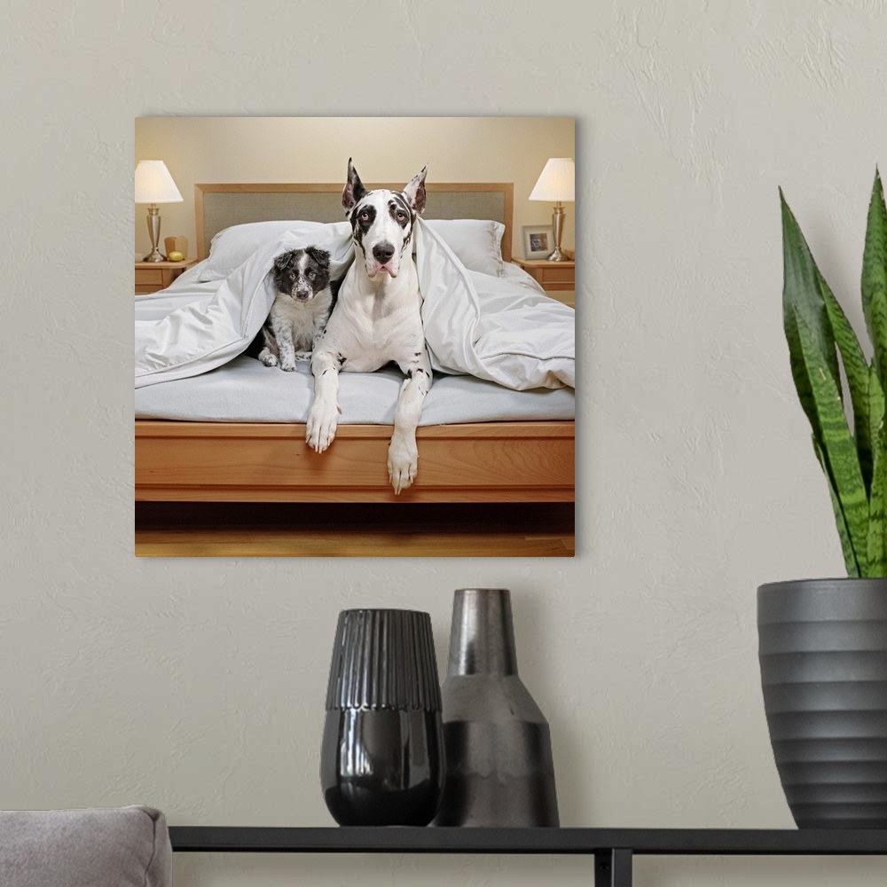 A modern room featuring Great Dane and Border Collie puppy in bed