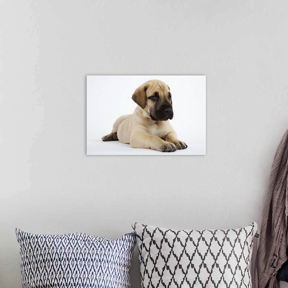 A bohemian room featuring Great Dane puppy lying in studio