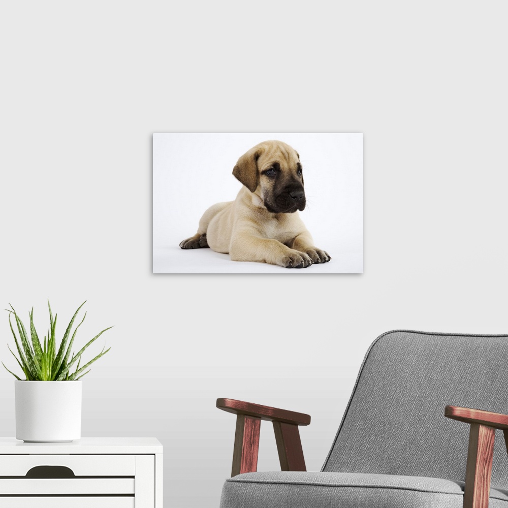 A modern room featuring Great Dane puppy lying in studio