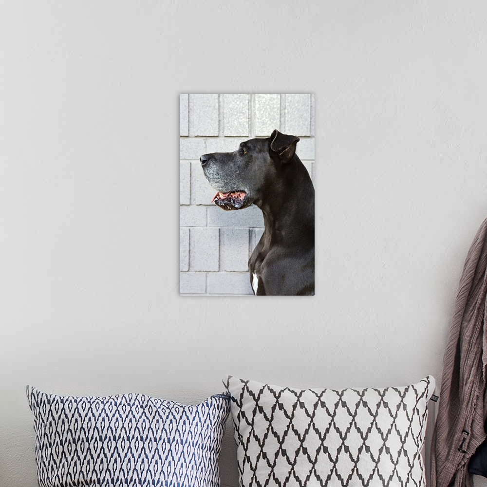 A bohemian room featuring Great Dane standing against a patterned wall