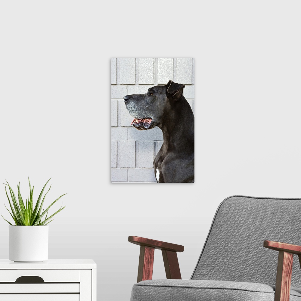 A modern room featuring Great Dane standing against a patterned wall