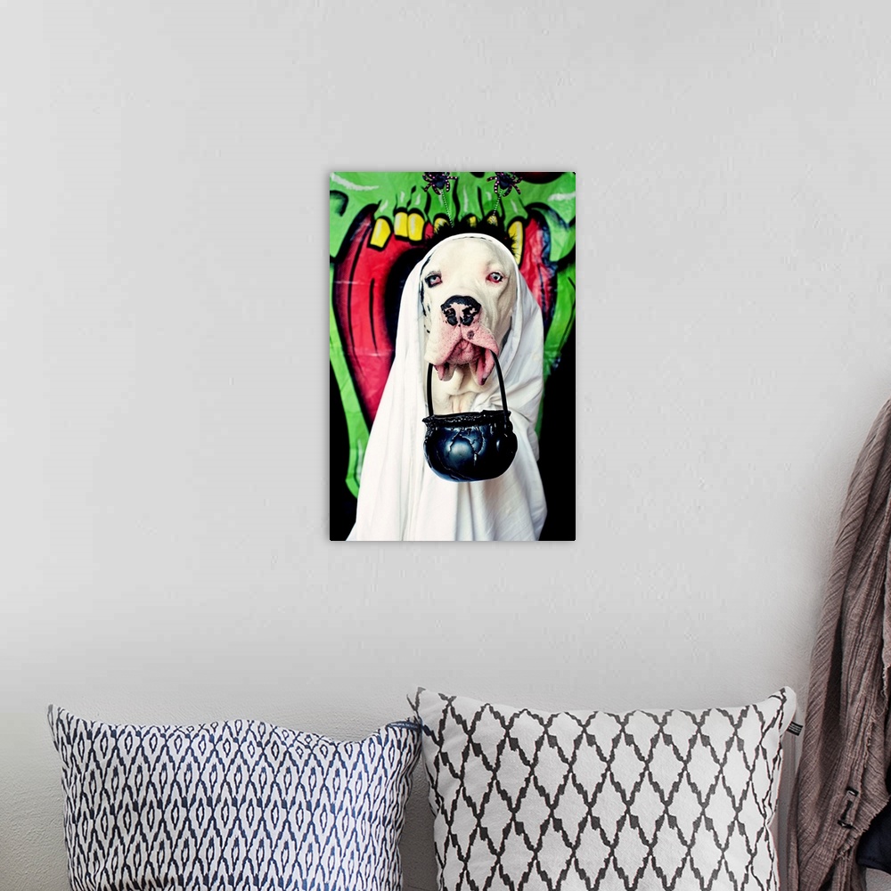 A bohemian room featuring Halloween. Pet dog. Dressing up. Costume, scary, funny, cute, ghost, ghoulBlack and white Great D...