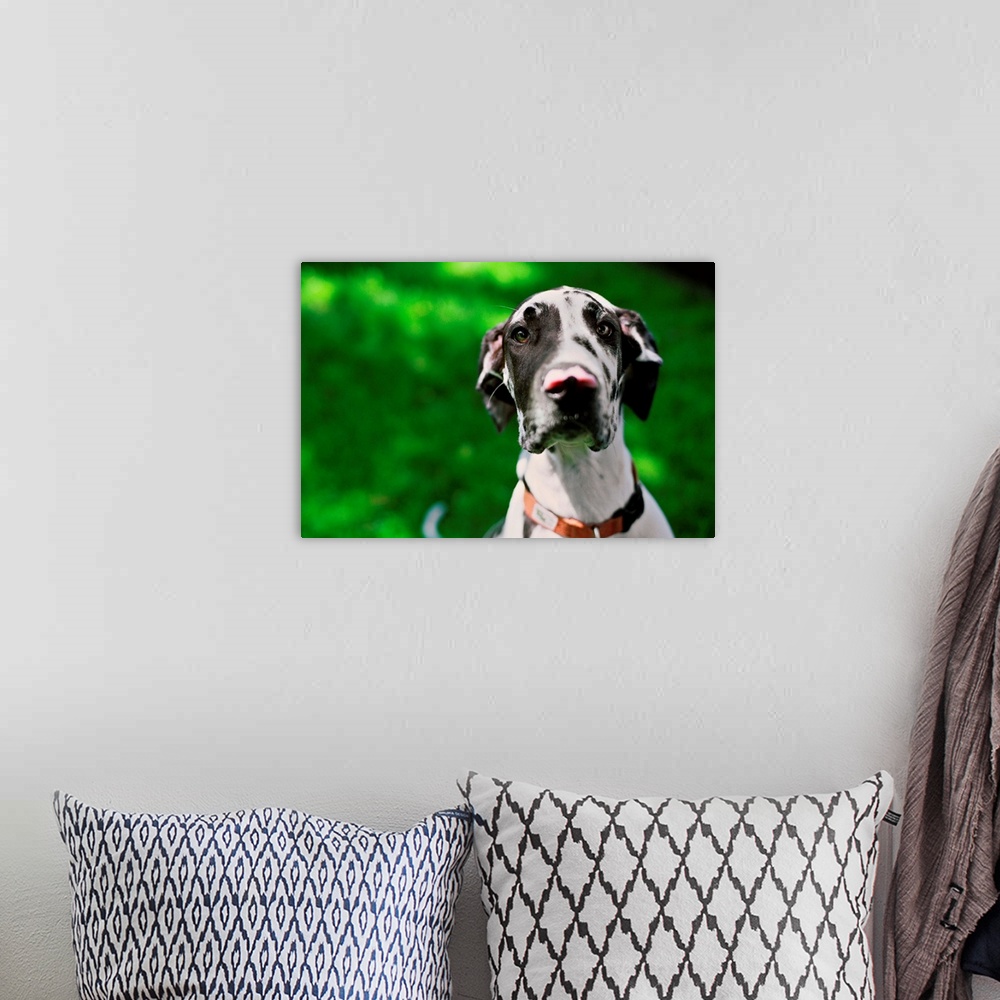 A bohemian room featuring A young Great Dane sits prettily for his portrait in the grass in Tualatin, Oregon.