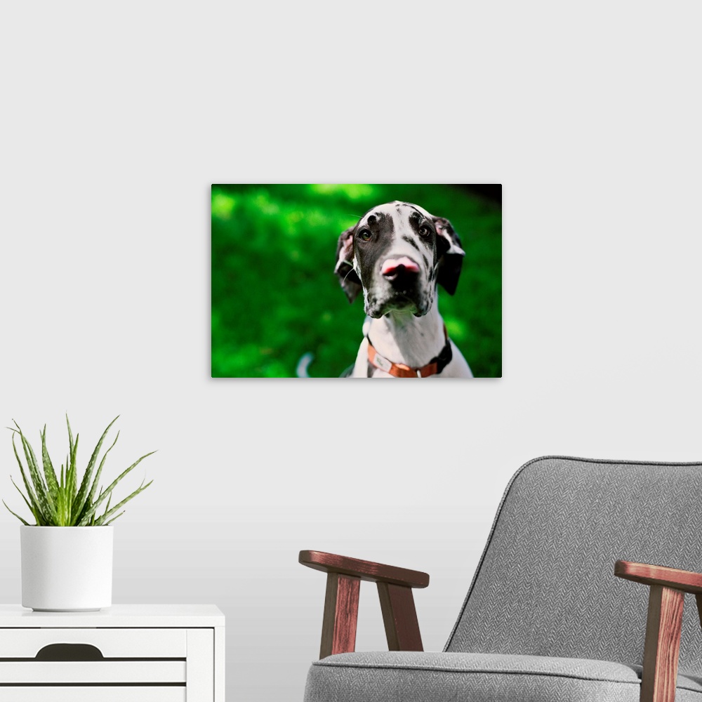 A modern room featuring A young Great Dane sits prettily for his portrait in the grass in Tualatin, Oregon.