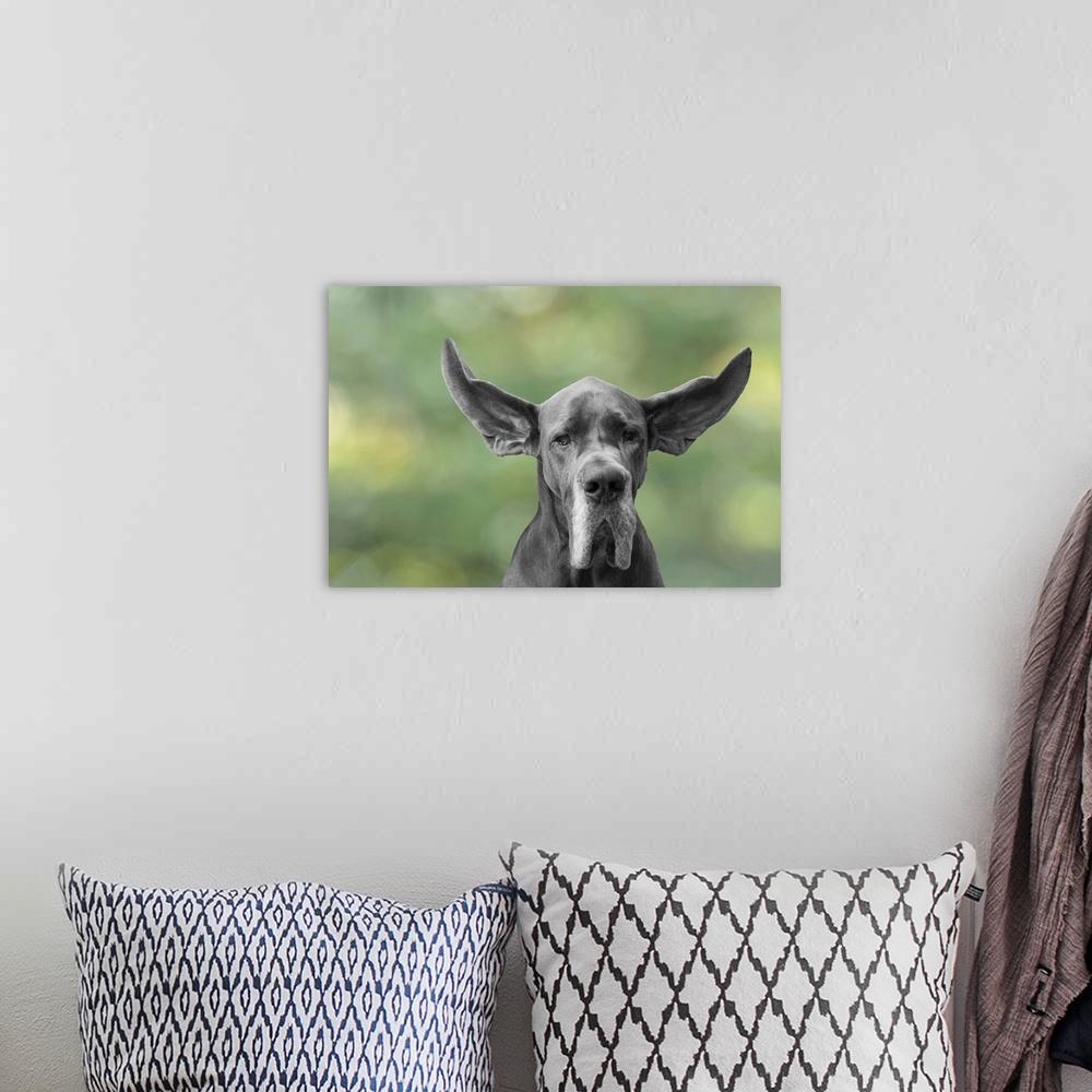 A bohemian room featuring Great Dane ears flying in the wind against a background texture green bokeh