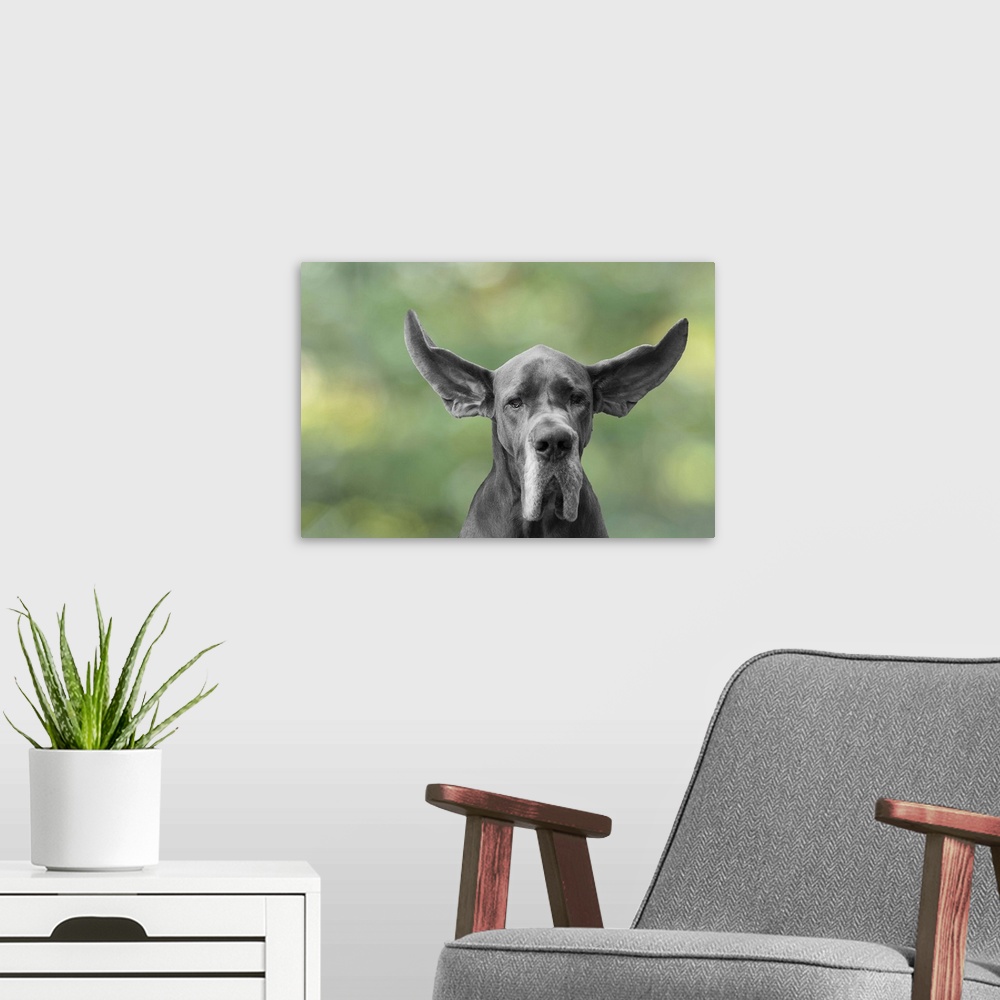 A modern room featuring Great Dane ears flying in the wind against a background texture green bokeh