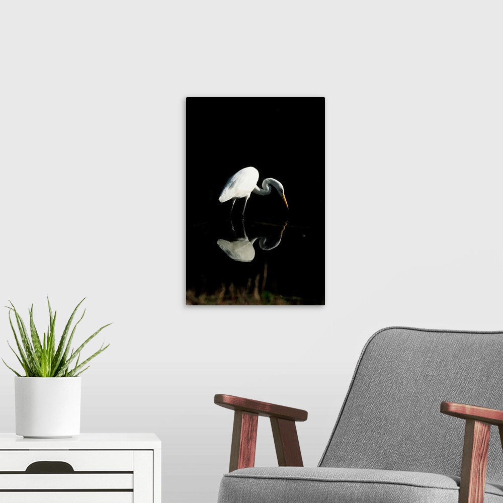 A modern room featuring Great Egret