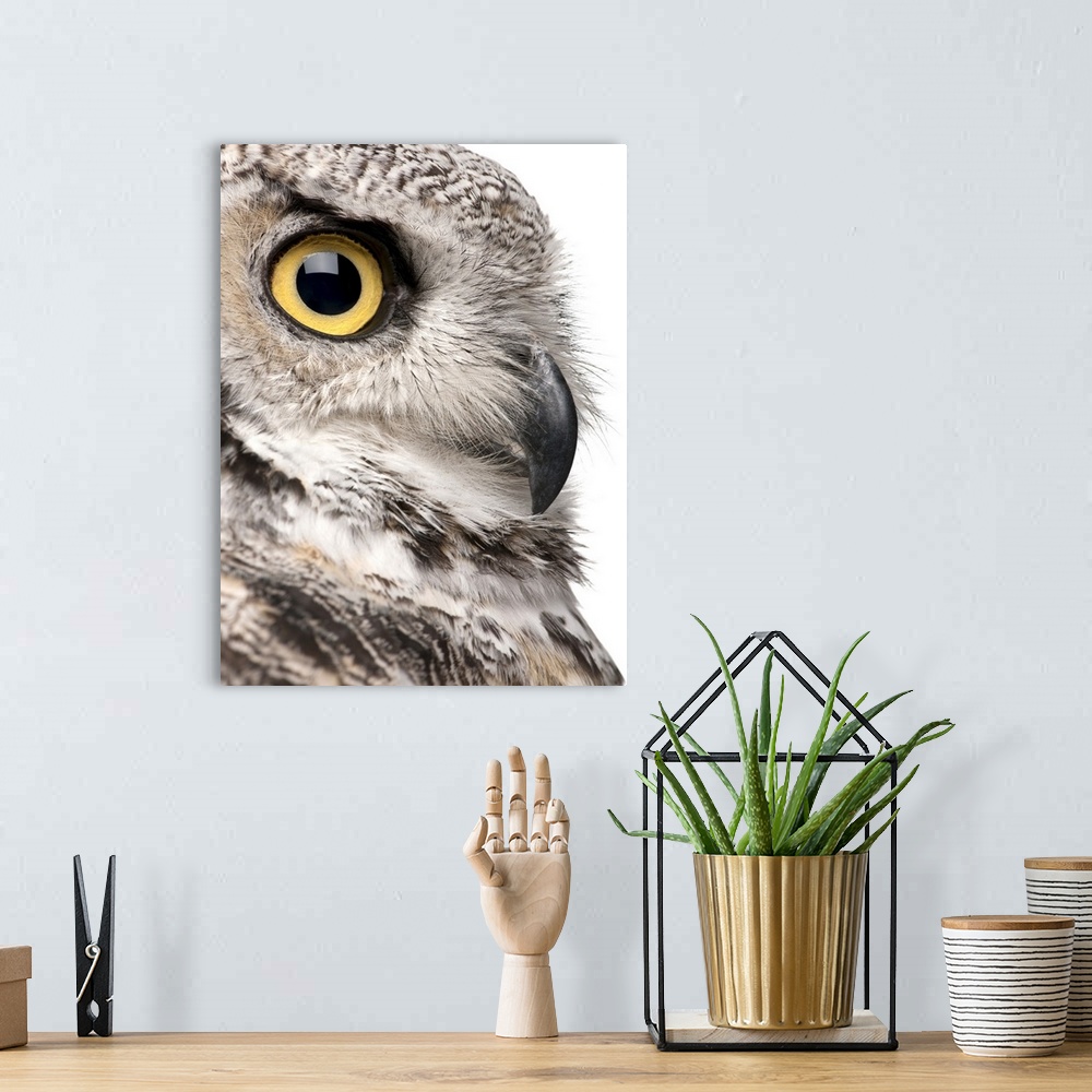 A bohemian room featuring Great Horned Owl - Bubo Virginianus Subarcticus