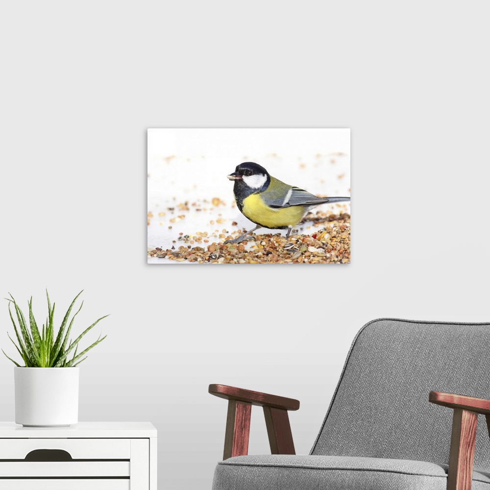 A modern room featuring Great tit eating sunflower seed at birdfeed table.