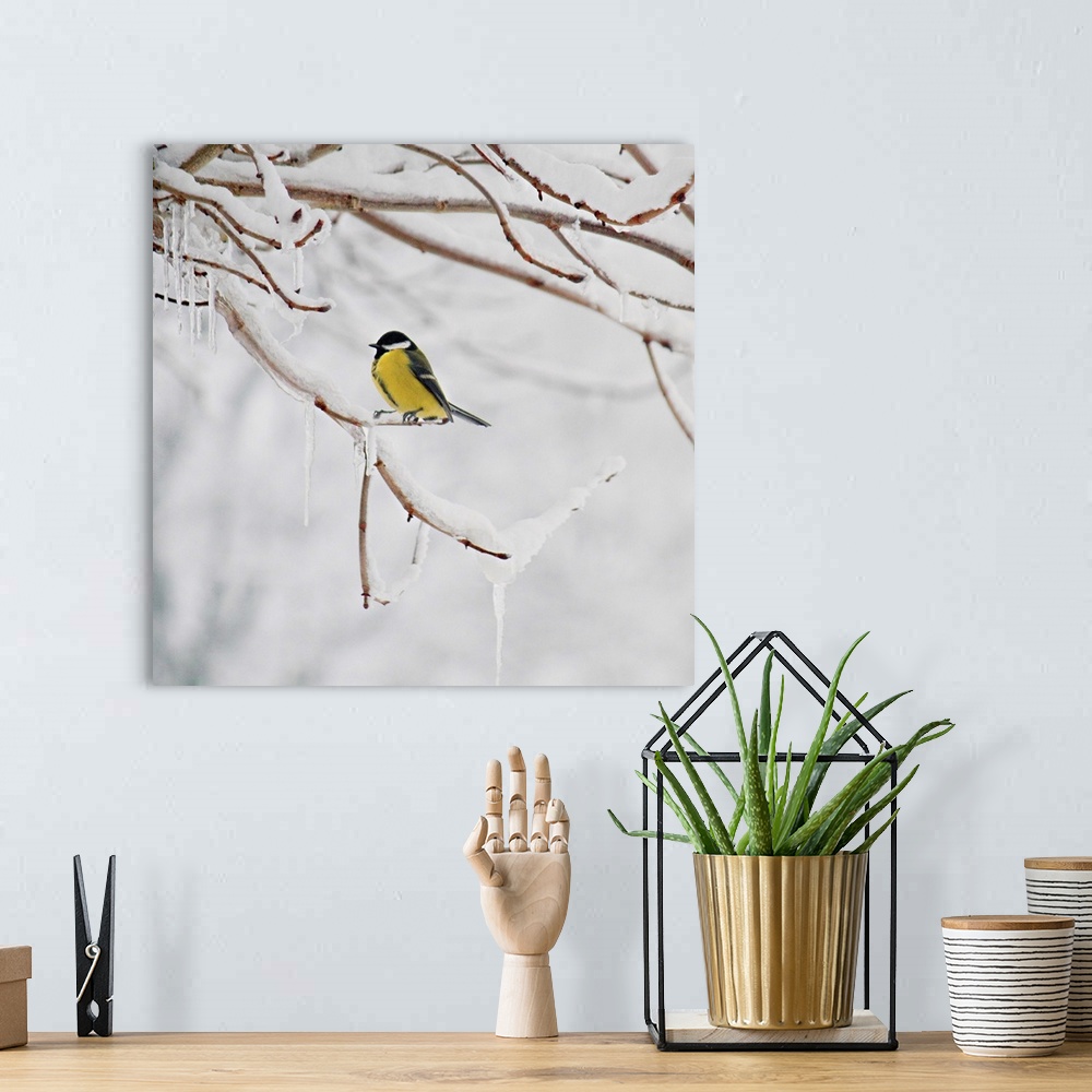 A bohemian room featuring Great Tit perching on snowy twig, Germany.