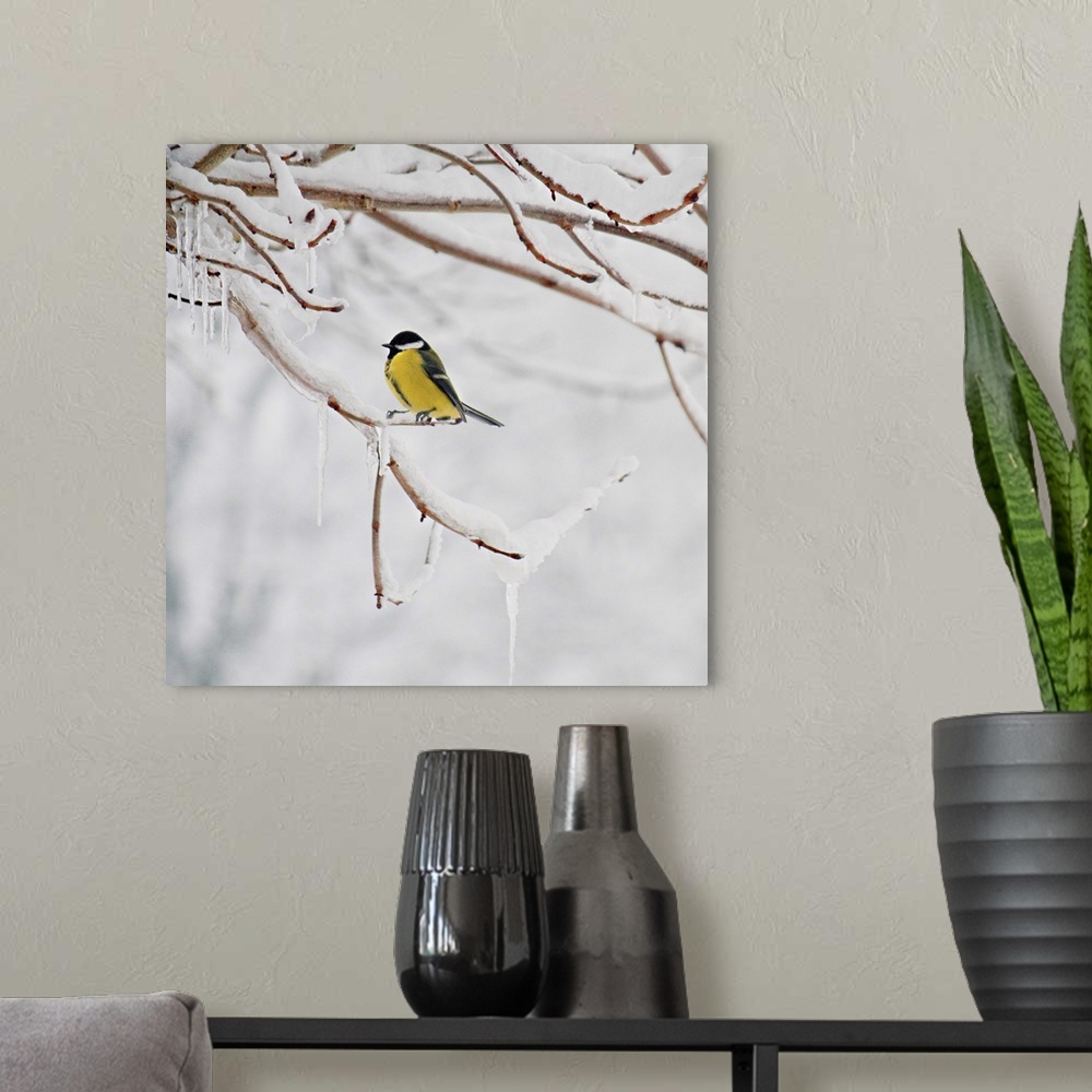 A modern room featuring Great Tit perching on snowy twig, Germany.