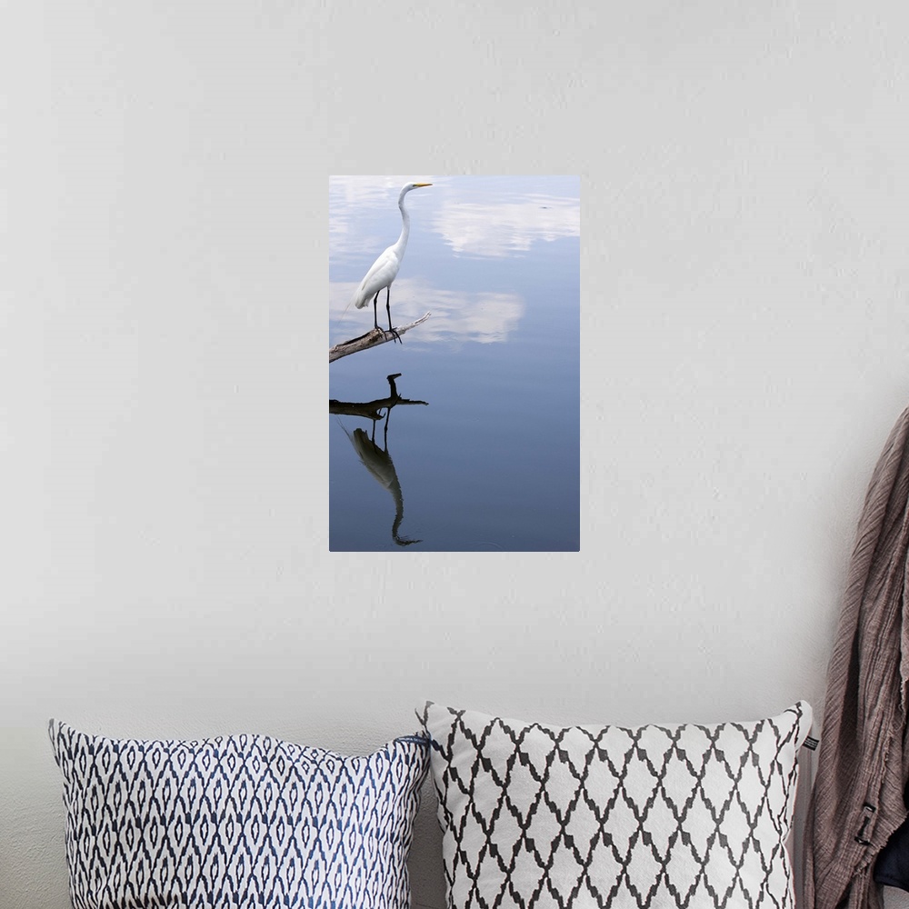 A bohemian room featuring Great white egret reflection.