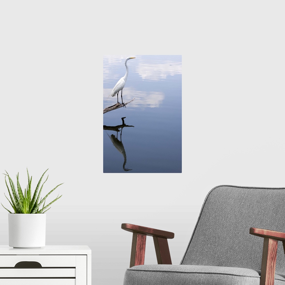 A modern room featuring Great white egret reflection.